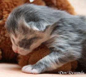 IMG_6003.gif