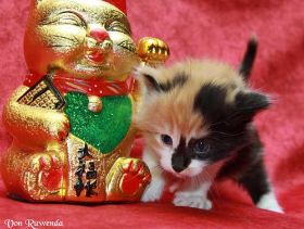IMG_6885.jpg