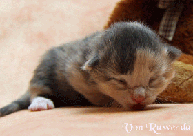 IMG_6093.gif