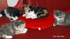 IMG_7842.jpg