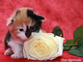 Mit einer weißen Rose - Kitten Cleopatra von den Norwegischen Waldkatzen von Ruwenda