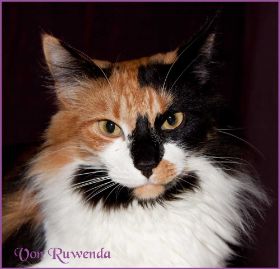 Cleopatra von den Norwegischen Waldkatzen von Ruwenda