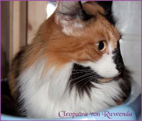 Cleopatra von den Norwegischen Waldkatzen von Ruwenda