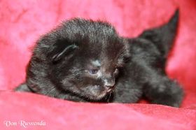 Waldkatzenbaby Black Pearl von den Norwegischen Waldkatzen von Ruwenda
