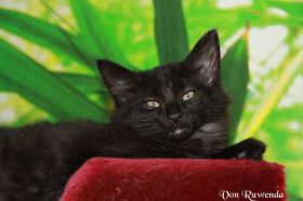 Black Pearl von den Norwegischen Waldkatzen von Ruwenda - unser kleines Teufelchen