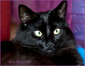 Black Pearl von den Norwegischen Waldkatzen von Ruwenda im August 2012
