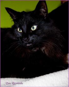 Black Pearl von den Norwegischen Waldkatzen von Ruwenda