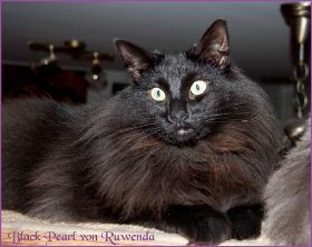 Black Pearl von den Norwegischen Waldkatzen von Ruwenda