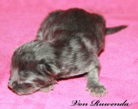 Kitten Lady Guinevere von den Norwegischen Waldkatzen von Ruwenda am 1. Tag