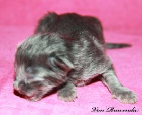 Waldkatzenbaby Lady Guinevere von den Norwegischen Waldkatzen von Ruwenda