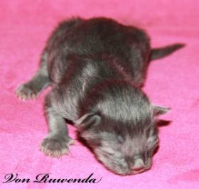 Kätzchen Lady Guinevere von den Norwegischen Waldkatzen von Ruwenda am 1. Tag
