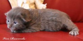 Kitten Lady Guinevere von den Norwegischen Waldkatzen von Ruwenda