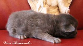 Katzenbaby Lady Guinevere von den Norwegischen Waldkatzen von Ruwenda mit 18 Tagen 