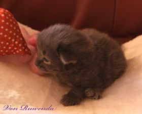 Kitten Lady Guinevere von den Norwegischen Waldkatzen von Ruwenda mit 18 Tagen