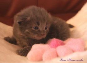 Katzenbaby Lady Guinevere von den Norwegischen Waldkatzen von Ruwenda mit 18 Tagen