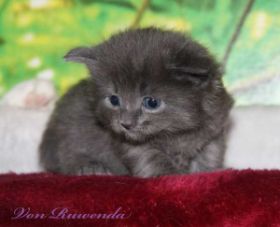 Waldkatzenbaby Lady Guinevere von den Norwegischen Waldkatzen von Ruwenda mit knapp 4 Wochen