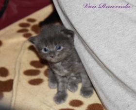 Kitten Lady Guinevere von den Norwegischen Waldkatzen von Ruwenda ist noch ein bisschen schüchtern