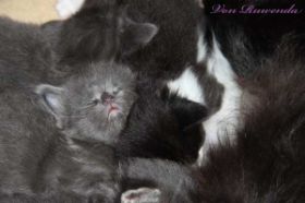 Kitten Lady Guinevere von den Norwegischen Waldkatzen von Ruwenda kuschelt mit ihren Geschwistern