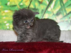 Katzenbaby Lady Guinevere von den Norwegischen Waldkatzen von Ruwenda mit fast 4 Wochen