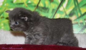 Kitten Lady Guinevere von den Norwegischen Waldkatzen von Ruwenda mit fast 4 Wochen