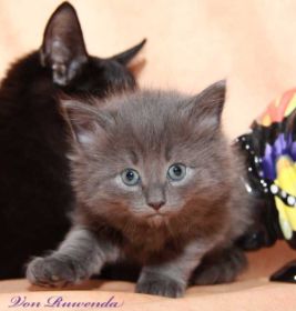 Waldkatzenbaby Lady Guinevere von den Norwegischen Waldkatzen von Ruwenda mit knapp 5 Wochen