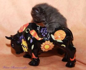 Kitten Lady Guinevere von den Norwegischen Waldkatzen von Ruwenda mit knapp 5 Wochen