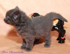 Katzenbaby Lady Guinevere von den Norwegischen Waldkatzen von Ruwenda mit fast 5 Wochen