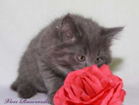 Kitten Lady Guinevere von den Norwegischen Waldkatzen im Alter von knapp 9 Wochen