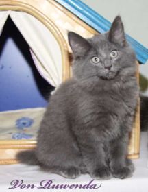 Kitten Lady Guinevere von den Norwegischen Waldkatzen von Ruwenda vor dem Katzenhäuschen