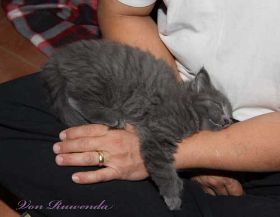 Kitten Lady Guinevere von den Norwegischen Waldkatzen von Ruwenda in Herrchens Armen