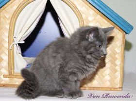 Kätzchen Lady Guinevere von den Norwegischen Waldkatzen von Ruwenda Katzenhaus