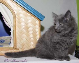 Kitten Lady Guinevere von den Norwegischen Waldkatzen von Ruwenda mit knapp 11 Wochen
