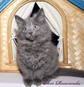 Katzendame Lady Guinevere von den Norwegischen Waldkatzen von Ruwenda beim Fotoshooting