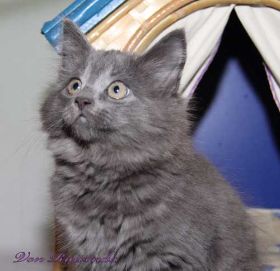 Katzenbaby Lady Guinevere von den Norwegischen Waldkatzen von Ruwenda vor dem Katzenhäuschen