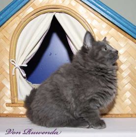 Katzenbaby Lady Guinevere von den Norwegischen Waldkatzen von Ruwenda mit fast 11 Wochen