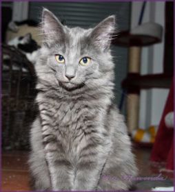 Kitten Lady Guinevere von den Norwegischen Waldkatzen von Ruwenda mit 16 Wochen