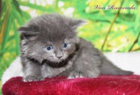Kitten Morgana le Fay von den Norwegischen Waldkatzen von Ruwenda im Alter von fast 4 Wochen
