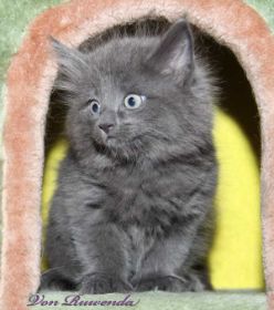 Kitten Morgana le Fay von den Norwegischen Waldkatzen von Ruwenda mit knapp 7 Wochen