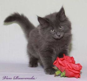 Kitten Morgana le Fay von den Norwegischen Waldkatzen von Ruwenda mit roter Rose