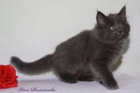 Katzenbaby Morgana le Fay von den Norwegischen Waldkatzen von Ruwenda mit knapp 9 Wochen
