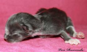 Kitten Sir Lancelot von den Norwegischen Waldkatzen von Ruwenda am 1. Tag