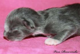 Waldkatzenbaby Sir Lancelot von den Norwegischen Waldkatzen von Ruwenda am 1. Tag
