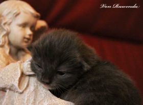 Kitten Sir Lancelot von den Norwegischen Waldkatzen von Ruwenda mit 11 Tagen
