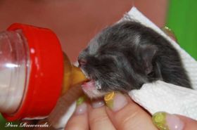 Eine kleine Starthilfe für das kleine Kätzchen Sir Lancelot von den Norwegischen Waldkatzen von Ruwenda