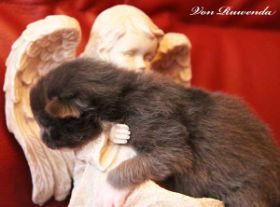 Katzenbaby Sir Lancelot von den Norwegischen Waldkatzen von Ruwenda mit 11 Tagen
