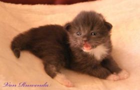 Waldkatzenbaby Sir Lancelot von den Norwegischen Waldkatzen von Ruwenda mit 18 Tagen