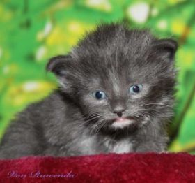 Kitten Sir Lancelot von den Norwegischen Waldkatze im Alter von knapp 4 Wochen