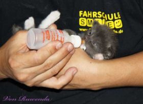 Fläschchenzeit bei Kitten Sir Lancelot von den Norwegischen Waldkatzen von Ruwenda
