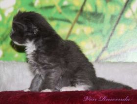 Katzenbaby Sir Lancelot von den Norwegischen Waldkatzen von Ruwernda mit knapp 4 Wochen