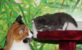 Cleopatra und Kitten Sir Lancelot von den Norwegischen Waldkatzen von Ruwenda